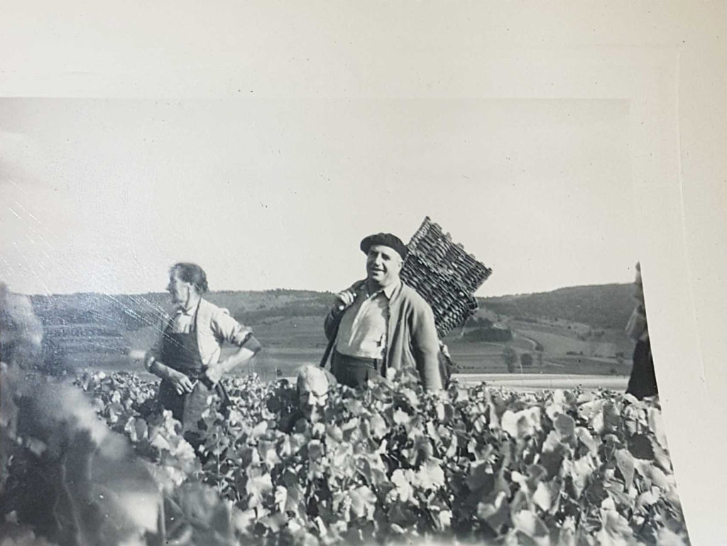 dans les vignes 1955